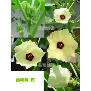 【全館590免運】黃秋葵~Okra~種子 約25粒