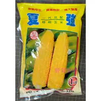 在飛比找蝦皮購物優惠-【萌田種子~大包裝】N32 夏強超甜玉米種子1磅 , 生長強