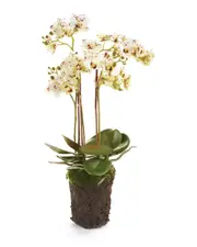 Napa Home & Garden Phalaenopsis Orchid Drop-in