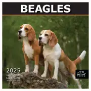MICASA Beagles 2025 Wall Calendar 12 Month | 12" x 24" Open | Thick & Sturdy ...