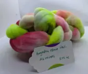 Hand Dyed Wool Roving Aregntina Merino Reds Greens White