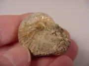 (F426-A) 1-1/2" Ammonite fossil ammonites extinct marine molluscs shell specimen