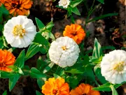 ZINNIA 'Polar Bear White' seeds