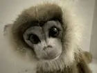 Vintage Hansa Brown Leaf Monkey Plush Soft Toy Realistic Monkey 8"