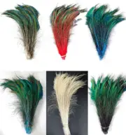Natural & Dyed PEACOCK SWORDS 10"-35" Feathers; Craft/Costume/Hats/Halloween