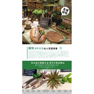 【日本 SPICE 】天然獨特 A仙人掌 造型圓珠筆