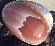 31g Mozambique Agate Palm Stone Polished Shadow Banded Worry Stone