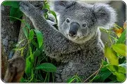 Door Mat, Outdoor Indoor Doormat, Durable Floor Mat Non Slip Rug, Front Doormat for Entryway, Patio, Animal Koala