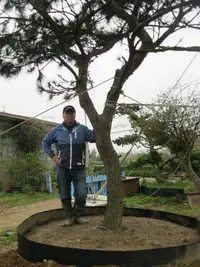 在飛比找Yahoo!奇摩拍賣優惠-(青山園藝)大黑松 米俓約25~28cm.高度5~6米. 真