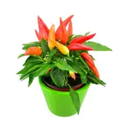 Chilli - Cupala Ornamental seeds