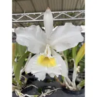 在飛比找蝦皮購物優惠-Cattleya lueddemanniana var. a