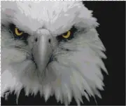 Eagle Handmade Animal Bird Counted Cross-Stitch Pattern Needlepoint Chart