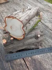 Juniper Logs Whittling, Carving N-Europe Juniper Wood, Slabs, Planks, Lumber