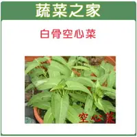 在飛比找樂天市場購物網優惠-【蔬菜之家】A24.空心菜種子 (白骨種蕹菜)(共有2種包裝