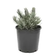 200mm Lavender Angustifolia
