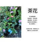 心栽花坊-茶花/隨機出品不挑/茶花苗/3吋/觀花植物/綠化植物/綠籬植物/售價70特價60