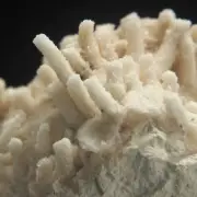 CORAL FOSSIL - Upper Jurassic - Wierzbica quarry- POLAND 1G150