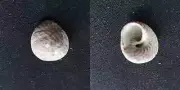 #Y200 Trochidae Ambilicalis Gibbula., Erqui France, 13.9mm sea snail shell