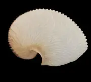 Sea shells Argonauta argo 171.1mm. Aquarium Decoration Products