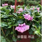 花花世界_藤蔓植物-*紫雲蔓*-矮筋骨草/5-6吋吊盆/高10-30 CM/MA