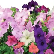 AeroGarden Cascading Petunias Seed Pod Kit Hydroponic Indoor Garden