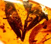 Large Plant Sprig Leaf in Burmite Burmese Amber Fossil Gemstone Dinosaur Age
