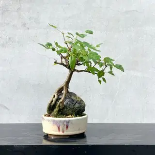 日本唐楓的比價推薦- 2026年05月|飛比價格