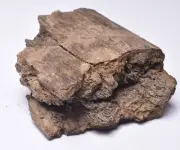 HADROSAUR DINOSAUR RIB BONE FOSSIL F652