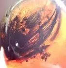 GIANT CLUMB OF DINOSAUR AGE HAIR & POSSIBLE FLESH Burmite Amber Fossil 99MYO