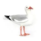 Seagull Standing Bird Hansa Realistic Animal Plush Toy 12.5cm **FREE DELIVERY**