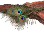 10 Pieces - 6-8" Small Eye Natural Iridescent Green Peacock Tail Feathers Rare