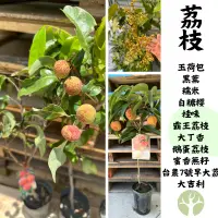 在飛比找蝦皮購物優惠-［農夫世家］荔枝 苗 高壓處理 玉荷包 黑葉 糯米 白糖櫻 