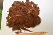 RAW Alpaca Wool Fiber Fleece 1st Chip 8.8 oz