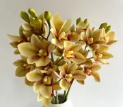 CYMBIDIUM ORCHIDS STEM BURGUNDY MOSS GREEN ARTIFICIAL ORCHID STEMS FLOWERS X 1