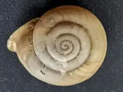 #0034 Campylea Leferuiana, Austria, 30.5mm Land snail shell