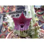 ~~友仙屋仙人掌與多肉植物--3070.HUERNIA KENIENSIS蘿藦