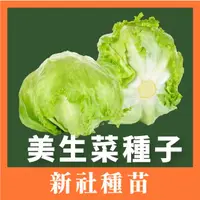 在飛比找蝦皮購物優惠-現貨）美生菜種子｜60天可採收｜包心萵苣｜開心農場｜日常好菜