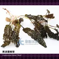 在飛比找Yahoo!奇摩拍賣優惠-【AC草影】黑波蘿椒草【一株】椒草 主景草 水草 造景