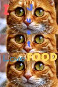 在飛比找博客來優惠-I Just Love Food And Cats Jour