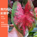 5吋 焦灼的心 彩葉芋 綠化 綠植 植物 樹 IG 網紅 觀葉植物 網紅植物 室內植物 空氣淨化 陽台植物 高級植物