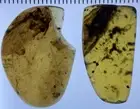 2 Large Ancient Cockroach, Clear Roach Fossil In Genuine Burmite Amber, 98MYO