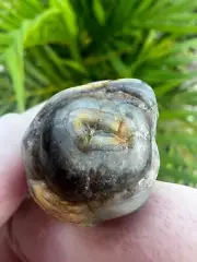 Australian Ultra Rare Shell Fossil opalized Marine Fossil Agatized shell museum