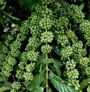 Vietnamese Dwarf Green Coffee Seeds - 500 Coffee Robusta Truong Son TS5 Seeds