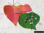 Buy Native Bleeding Heart Plant - Homalanthus populifolius