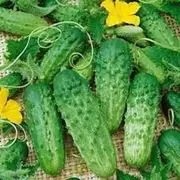Cucumber National Pickling 25 Seeds
