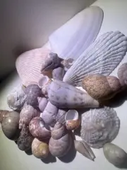 Sea Shells, Mix, Arts And Crafts, Jewellery, Natural Shell, Australian Beach