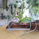 空氣鳳梨 TILLANDSIA BRACHYCAULOS X EXSERTA 貝可利 X 噴泉