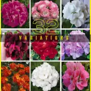 10Pcs Geranium Perennial Flower Seeds Home Garden Plants Hanging Bonsai Rainbow