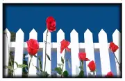 Magnet #473 Blue Velvet White Picket Fence David Lynch Suburbs Burbs