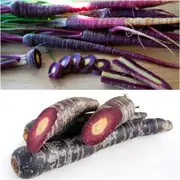 Carrot - Black Nebula seeds